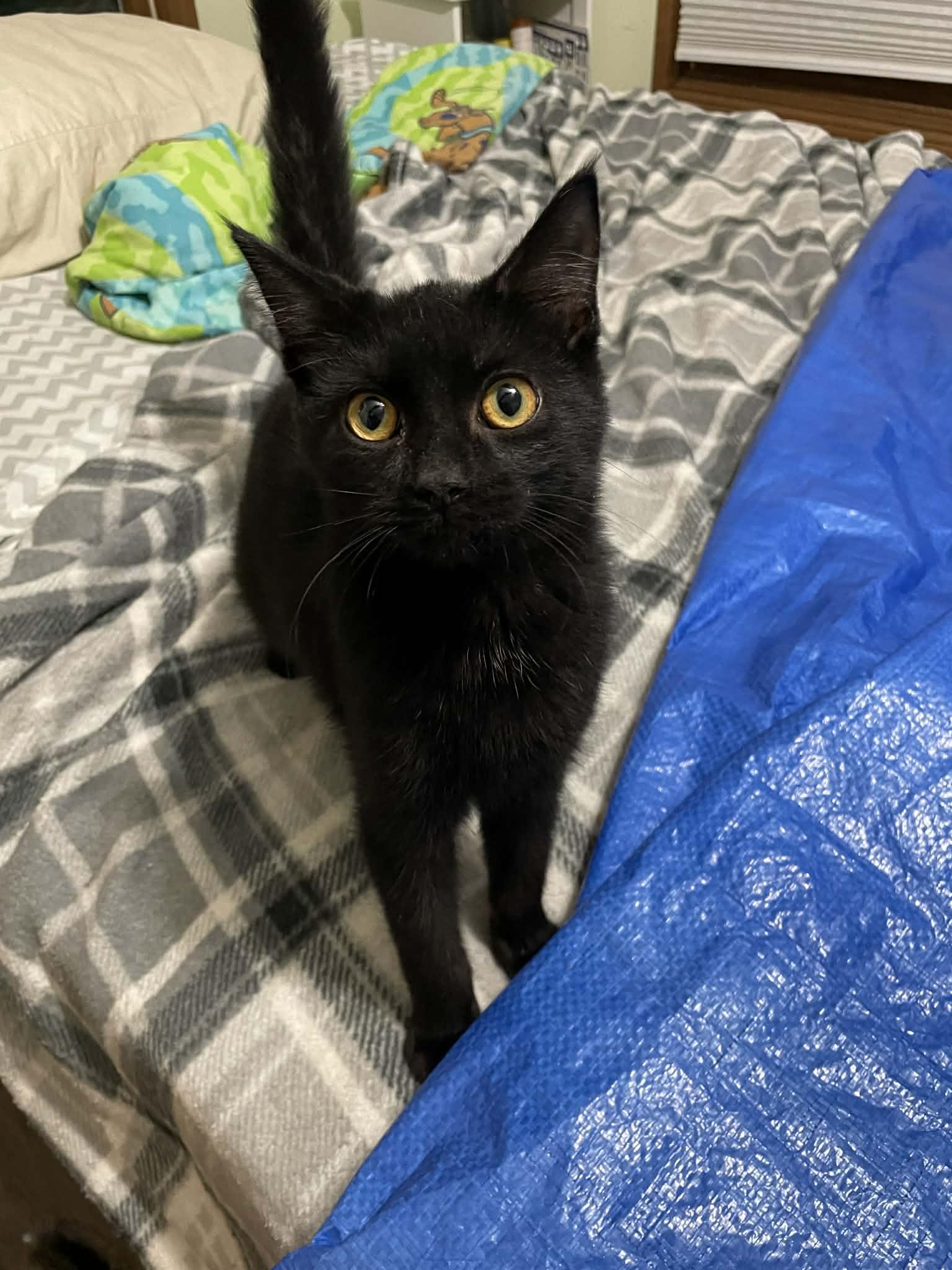 Ferrari, a Adoptable Domestic Short Hair in hinckley, IL image 2/3