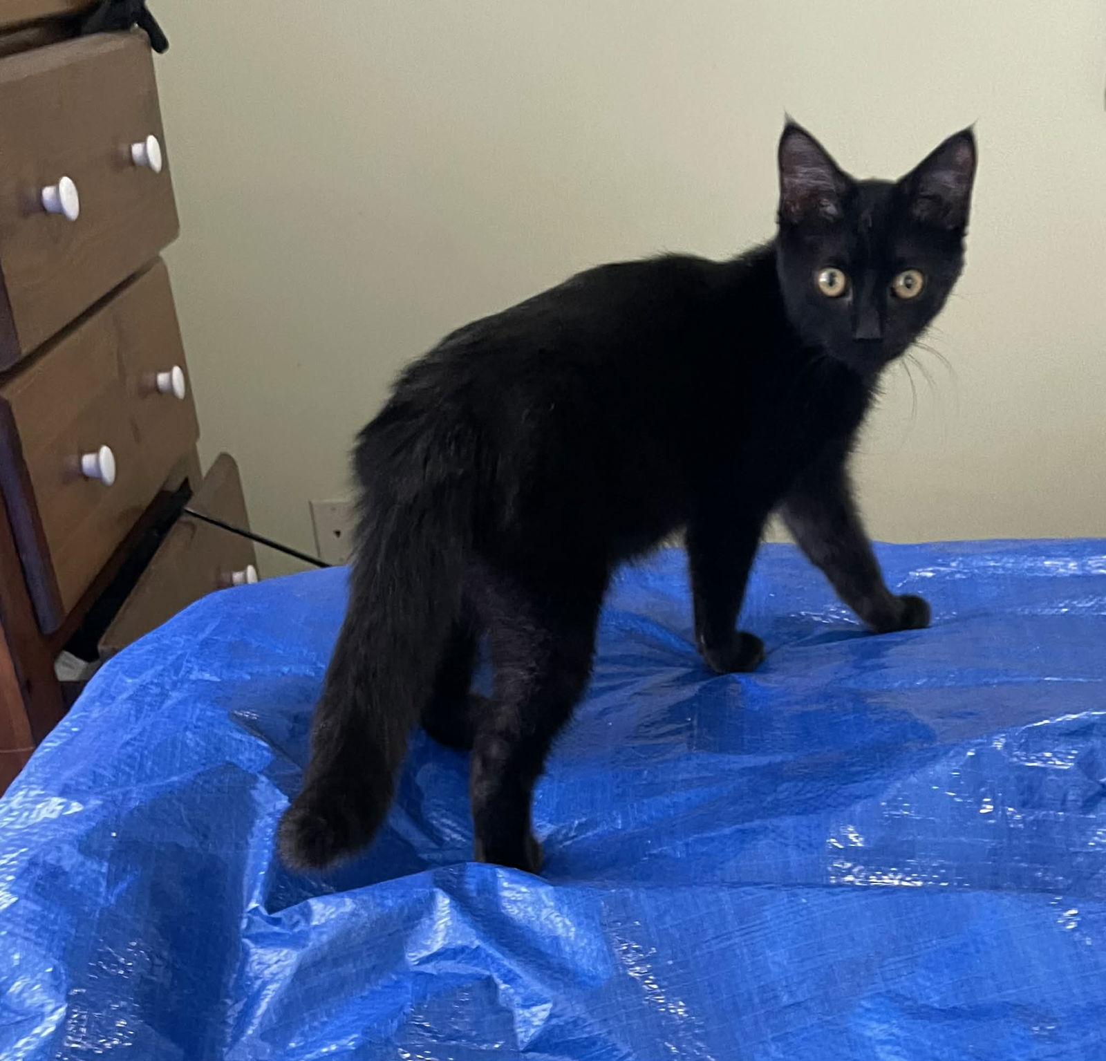 Ferrari, a Adoptable Domestic Short Hair in hinckley, IL image 3/3