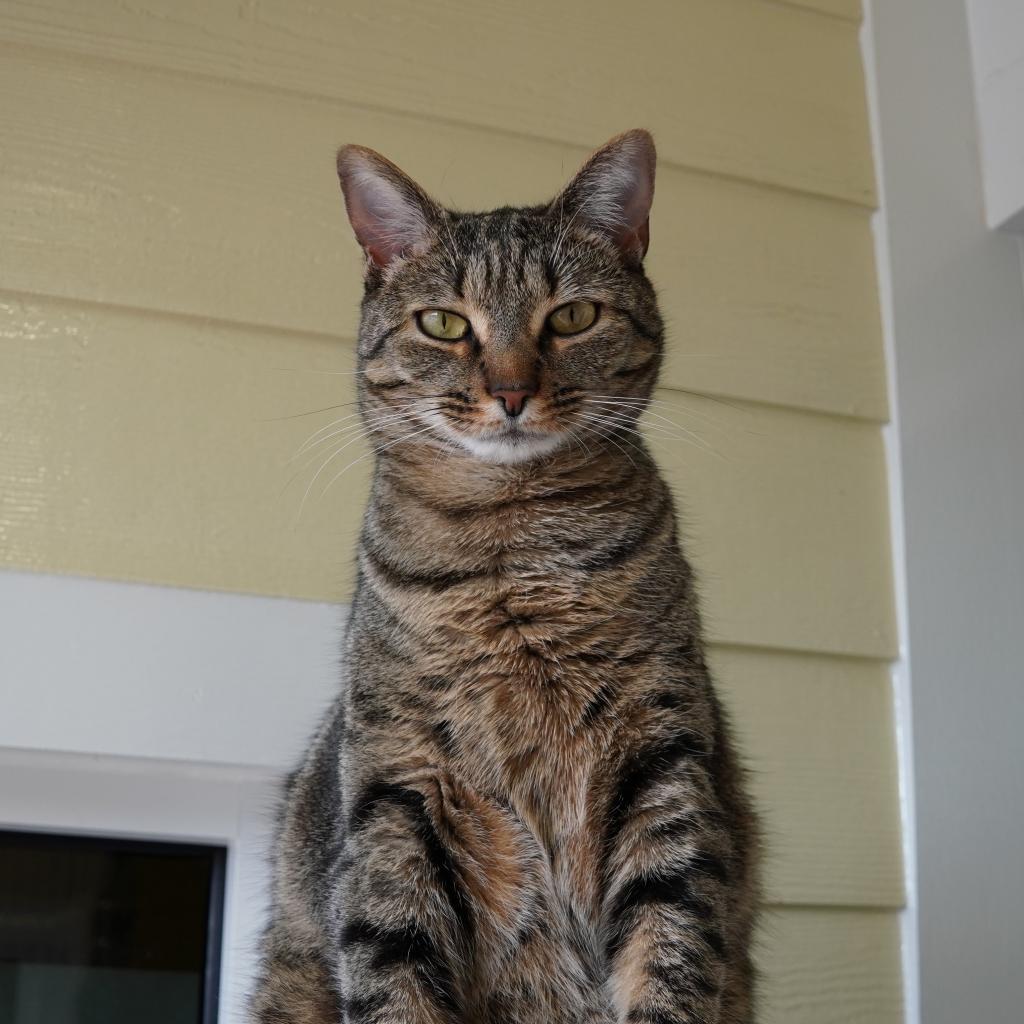 Meila, Adoptable, Adult Female Domestic Short Hair.