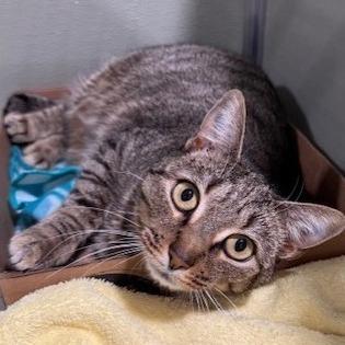 Enlarge Meila, a Adoptable Domestic Short Hair in Winston-Salem, NC image 2/5