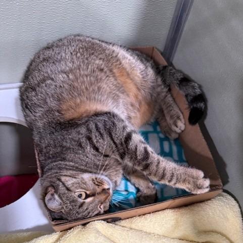 Enlarge Meila, a Adoptable Domestic Short Hair in Winston-Salem, NC image 4/5