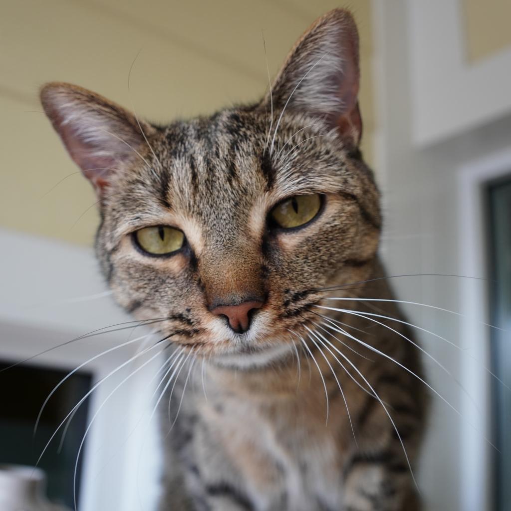 Enlarge Meila, a Adoptable Domestic Short Hair in Winston-Salem, NC image 5/5