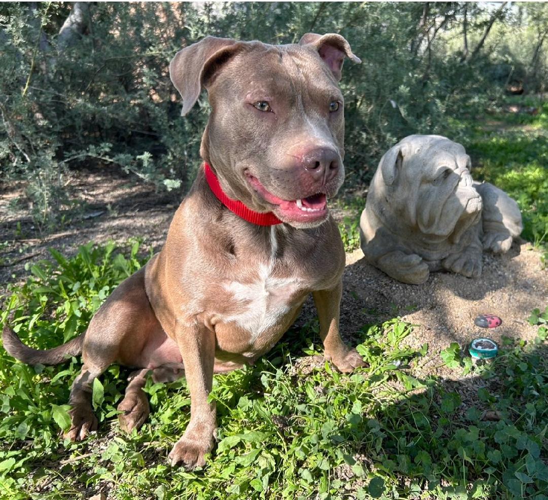 Dharma, ADOPTABLE, Young Female Staffordshire Bull Terrier.