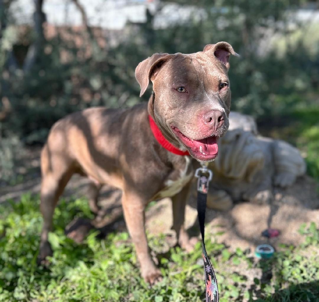 Enlarge Dharma, a ADOPTABLE mixed breed in Gilbert, AZ image 2/2