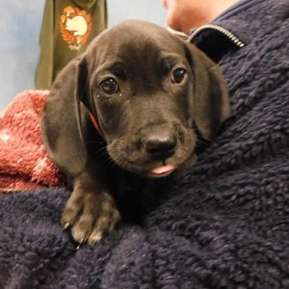 Santa`s Little Yelper thumbnail 2