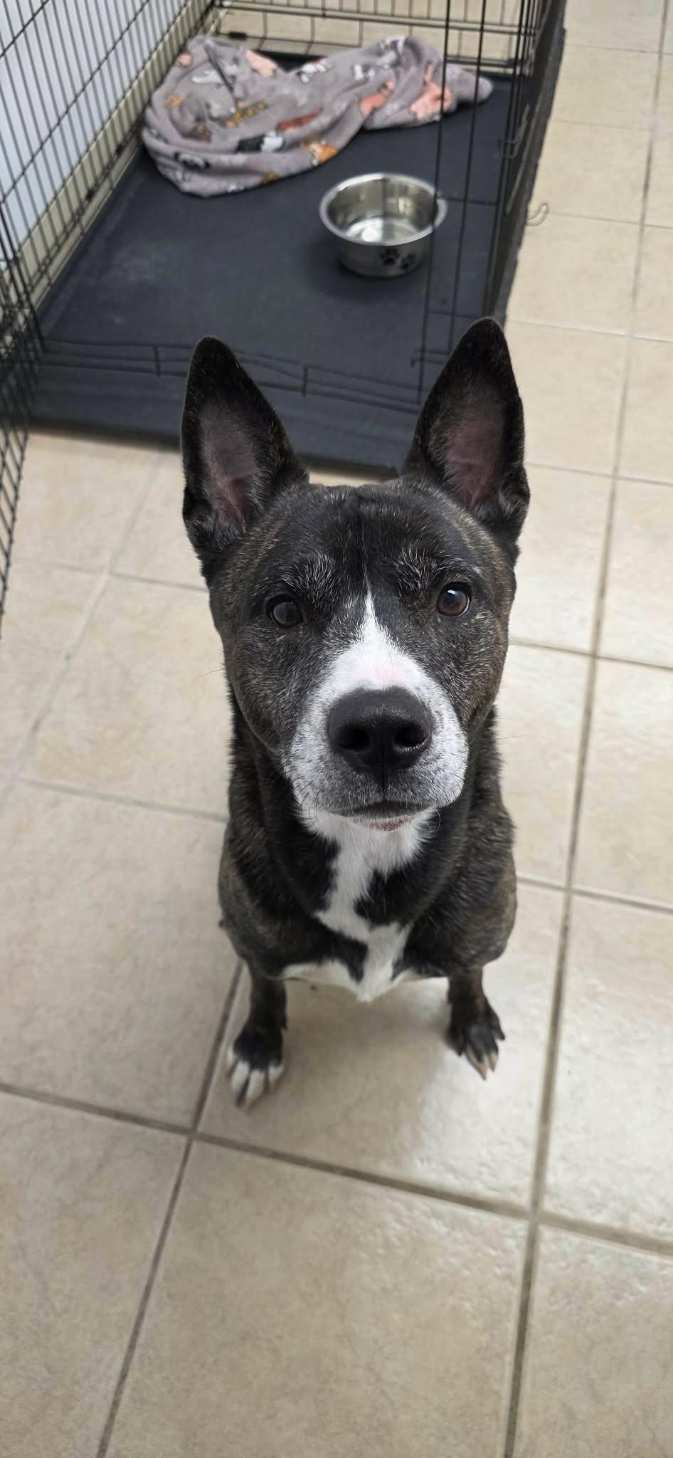 Enlarge Knox, a Adoptable mixed breed in Huntingdon, PA image 1/1