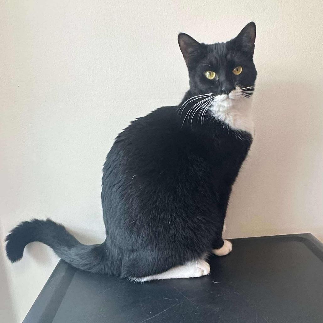 Domino, Adoptable, Adult Male Domestic Short Hair.