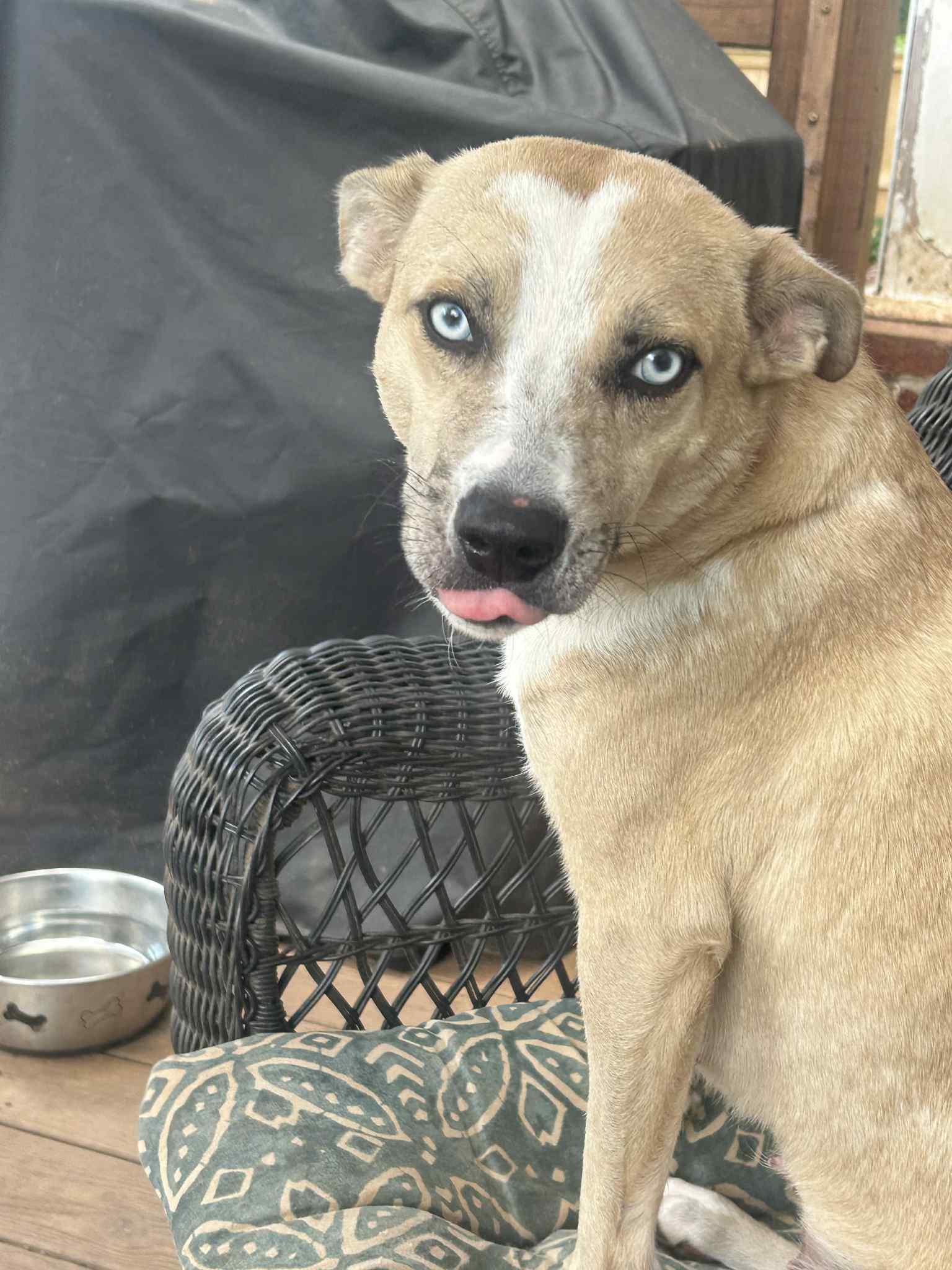 Enlarge Summer, a Adoptable mixed breed in Atlanta, GA image 4/6