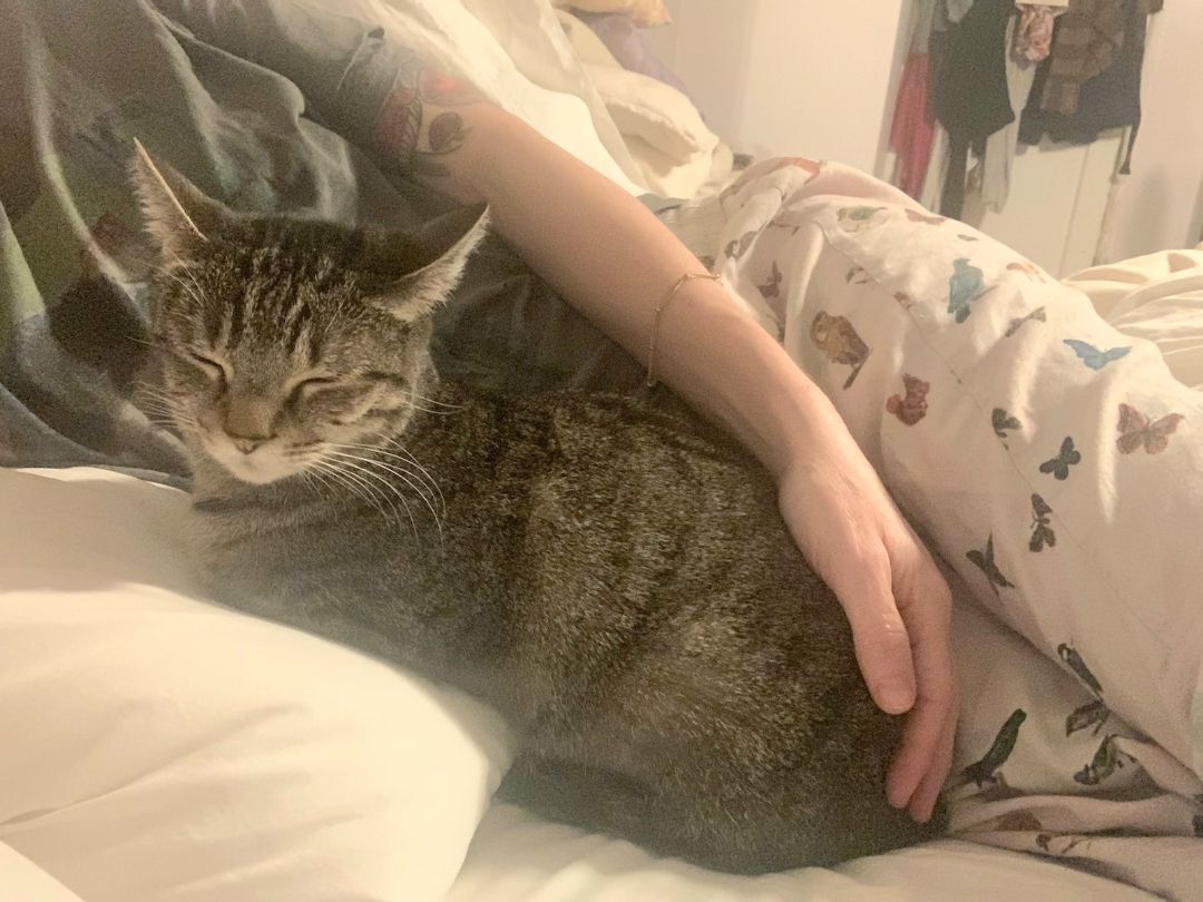 Ms. Taffy Girl!!, Adoptable, Young Female American Shorthair.