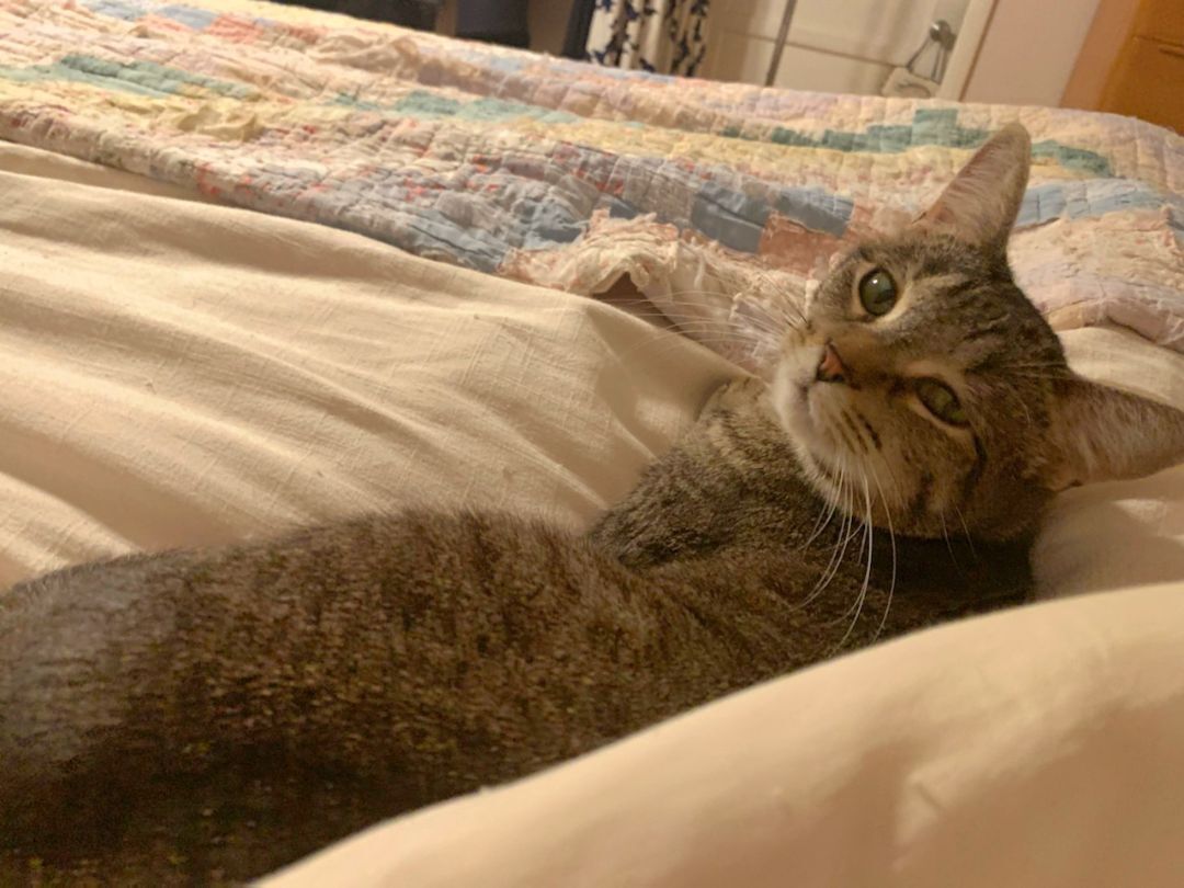 Enlarge Ms. Taffy Girl!!, a Adoptable American Shorthair in Manhattan Beach, CA image 2/4