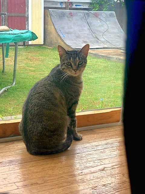 Enlarge Ms. Taffy Girl!!, a Adoptable American Shorthair in Manhattan Beach, CA image 3/4