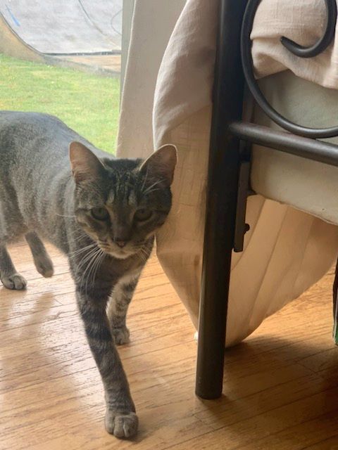 Enlarge Ms. Taffy Girl!!, a Adoptable American Shorthair in Manhattan Beach, CA image 4/4