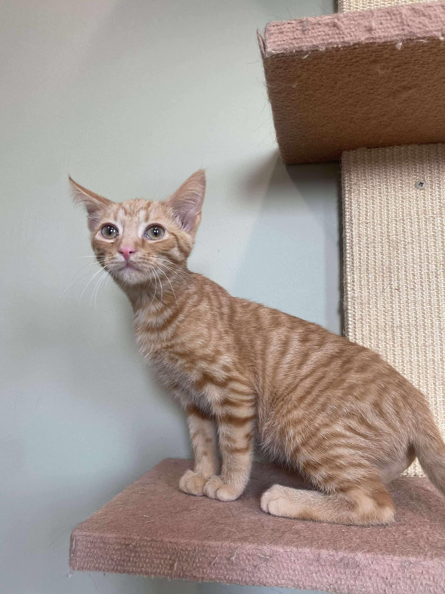 Enlarge Archie, a Adoptable Domestic Short Hair in East Peoria, IL image 1/1