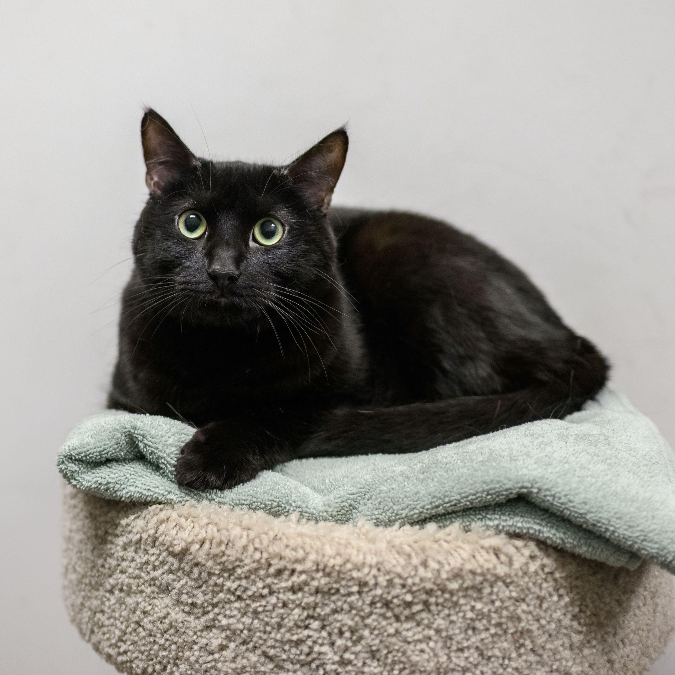 Enlarge PETE THE CAT, a ADOPTABLE Domestic Short Hair in Hamilton, NJ image 2/3