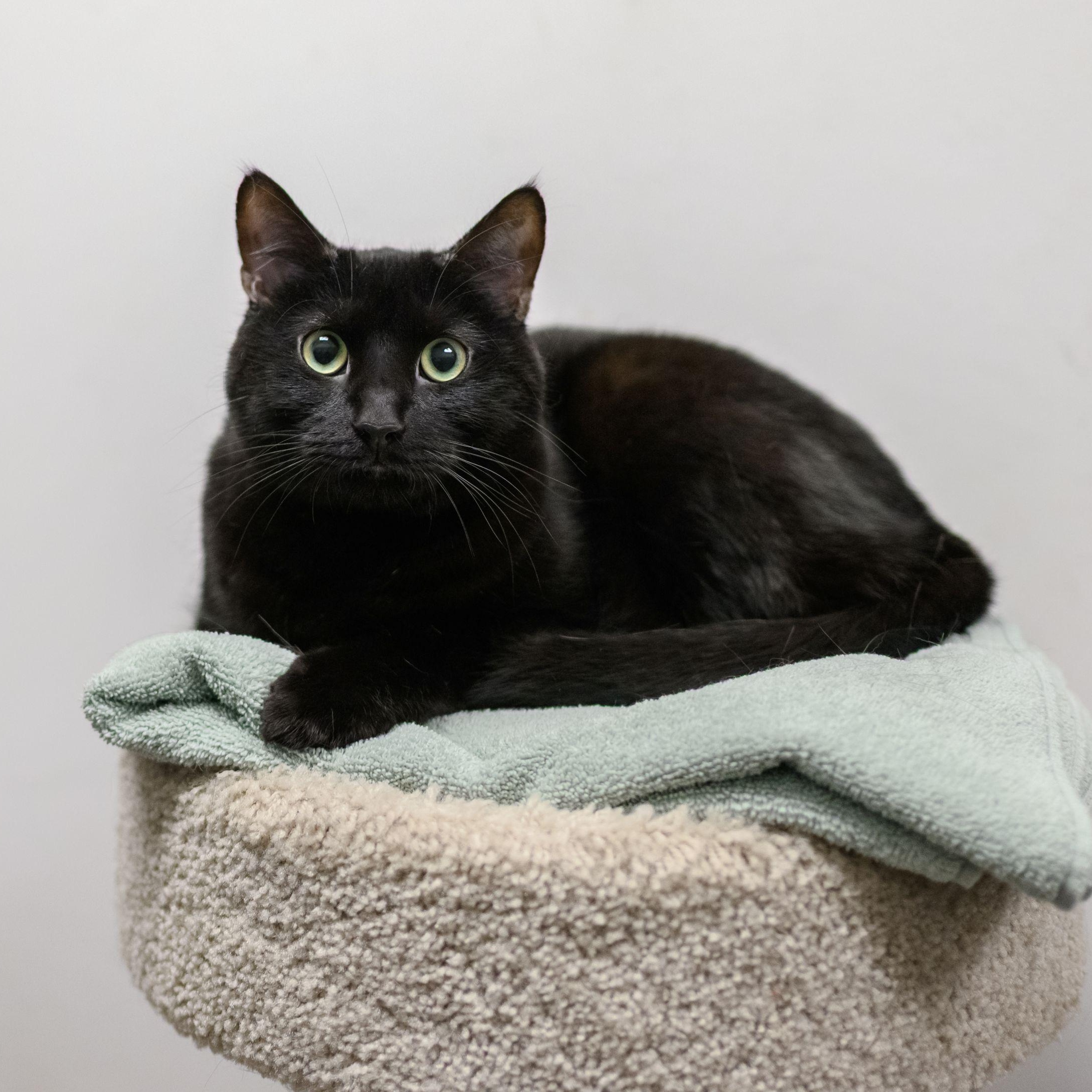 PETE THE CAT, ADOPTABLE, Young Male Domestic Short Hair.