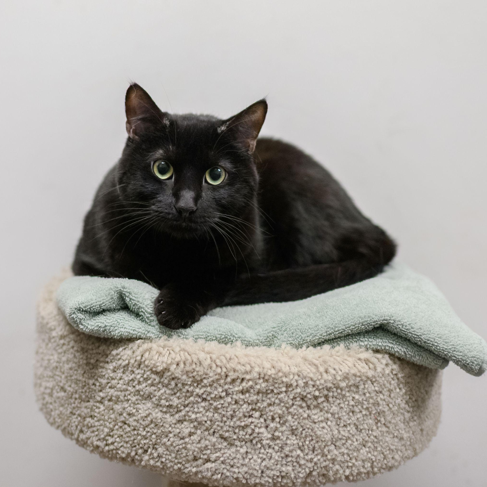 Enlarge PETE THE CAT, a ADOPTABLE Domestic Short Hair in Hamilton, NJ image 3/3