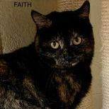 Faith, a Adoptable Tortoiseshell in Rushville, IL image 1/2