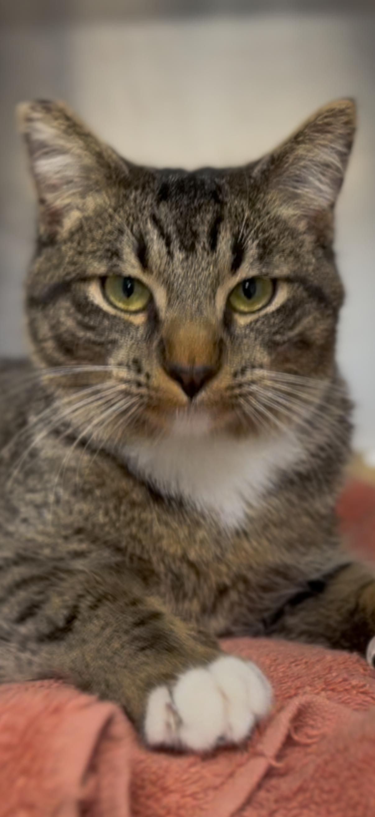 Charlie, ADOPTABLE, Adult Male Tabby.