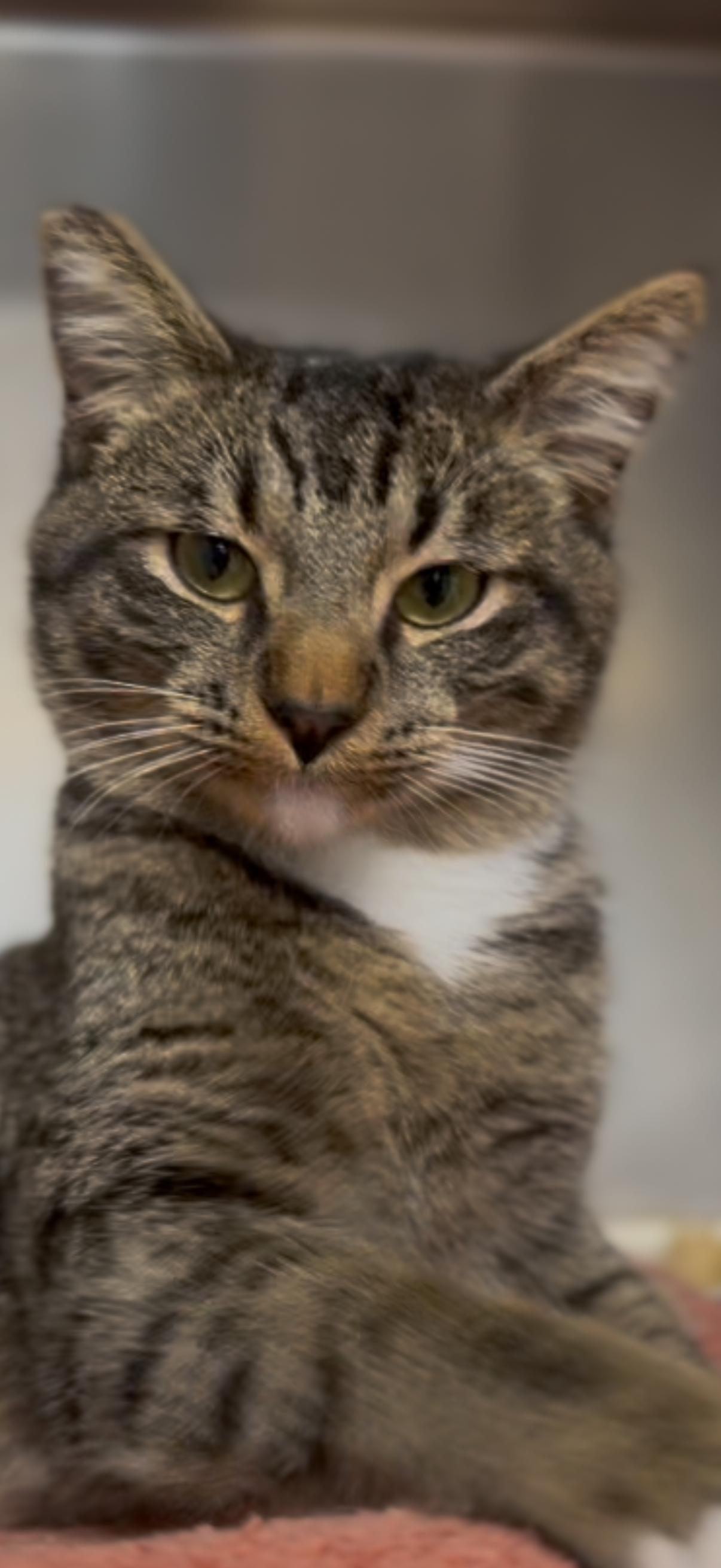 Charlie, a ADOPTABLE Tabby in Shasta Lake, CA image 2/3