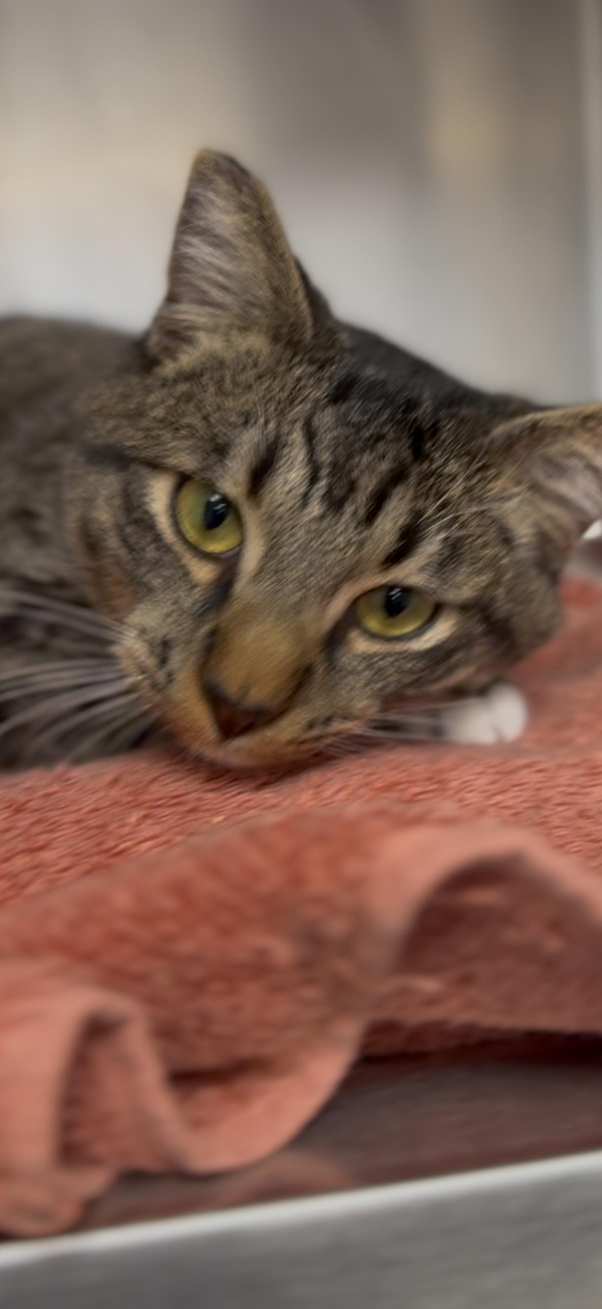 Charlie, a ADOPTABLE Tabby in Shasta Lake, CA image 3/3