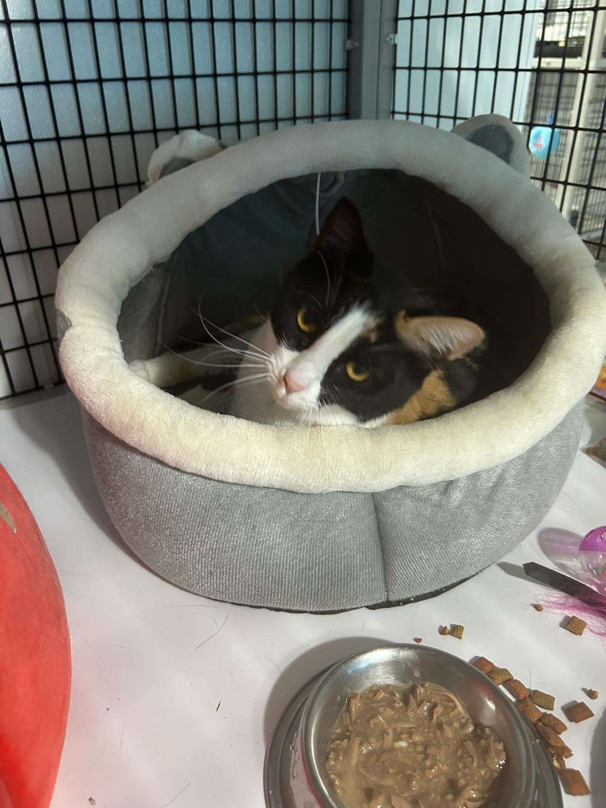 Nala & Nonnie