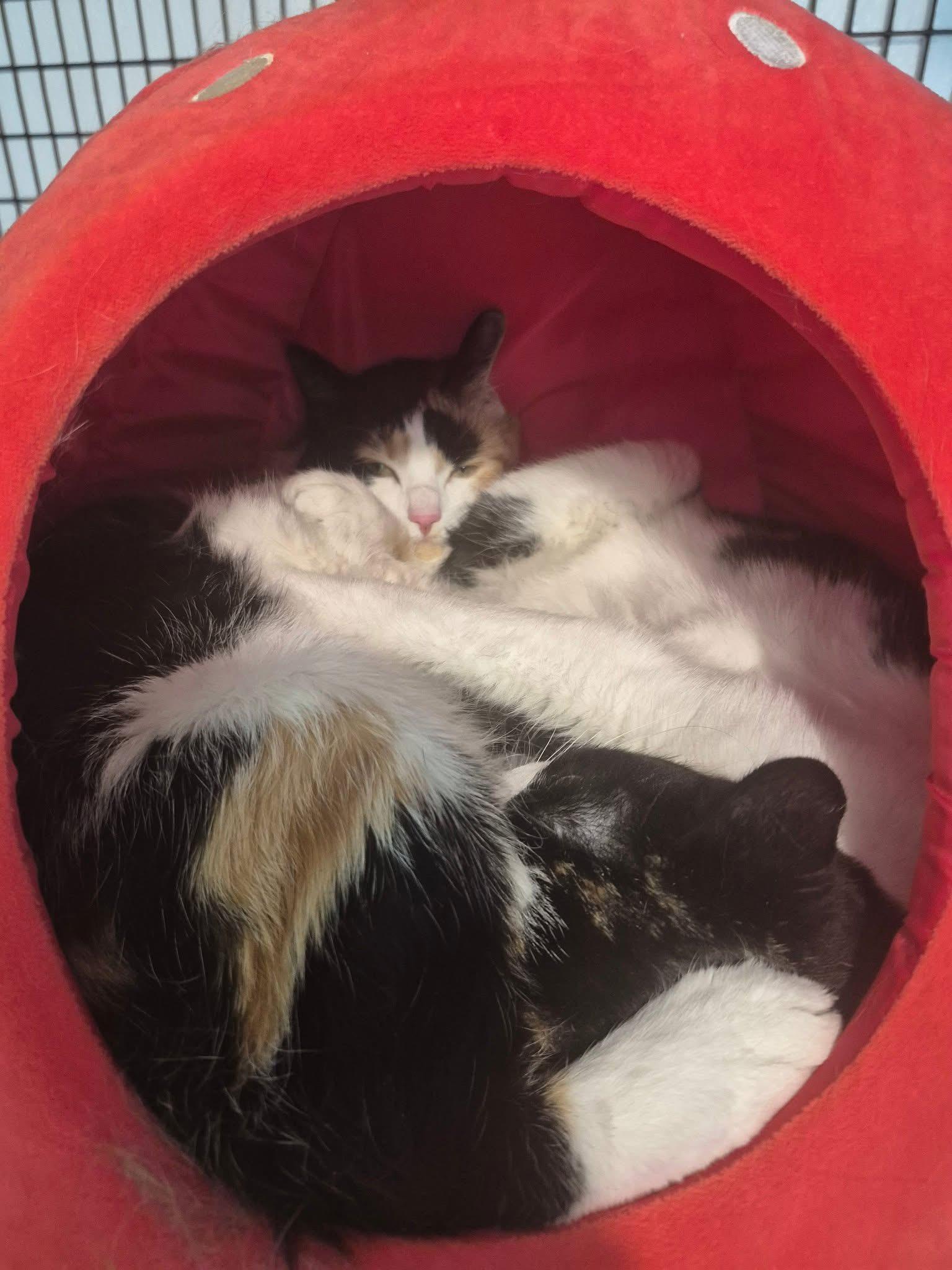 Nala & Nonnie