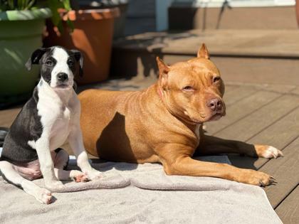 Viola, Adoptable, Adult Female Pit Bull Terrier & Mixed Breed.