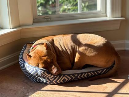 Enlarge Viola, a Adoptable mixed breed in Malvern, PA image 2/3