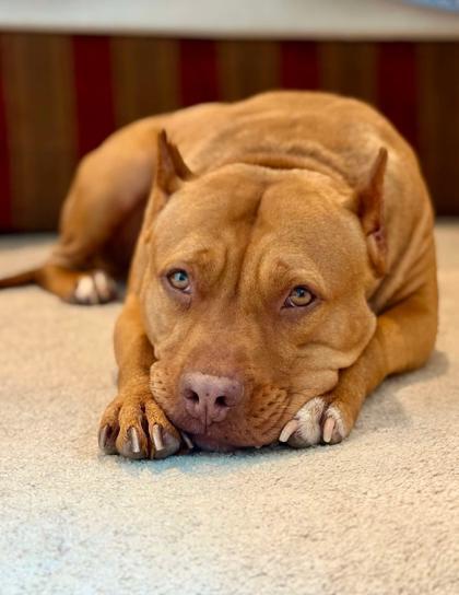 Viola, a Adoptable mixed breed in Malvern, PA image 3/3