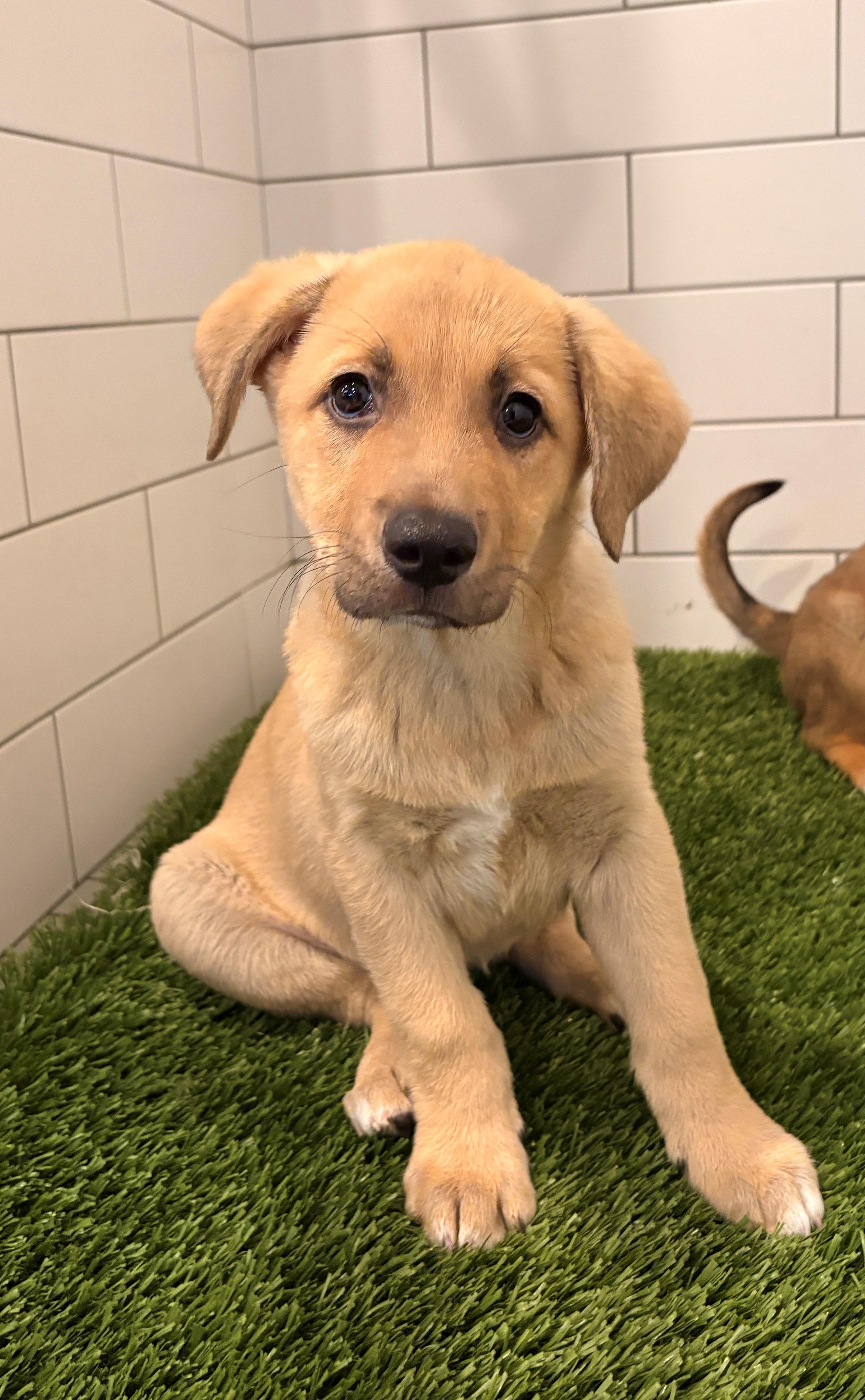 Maple, adopted, Puppy Female Retriever.