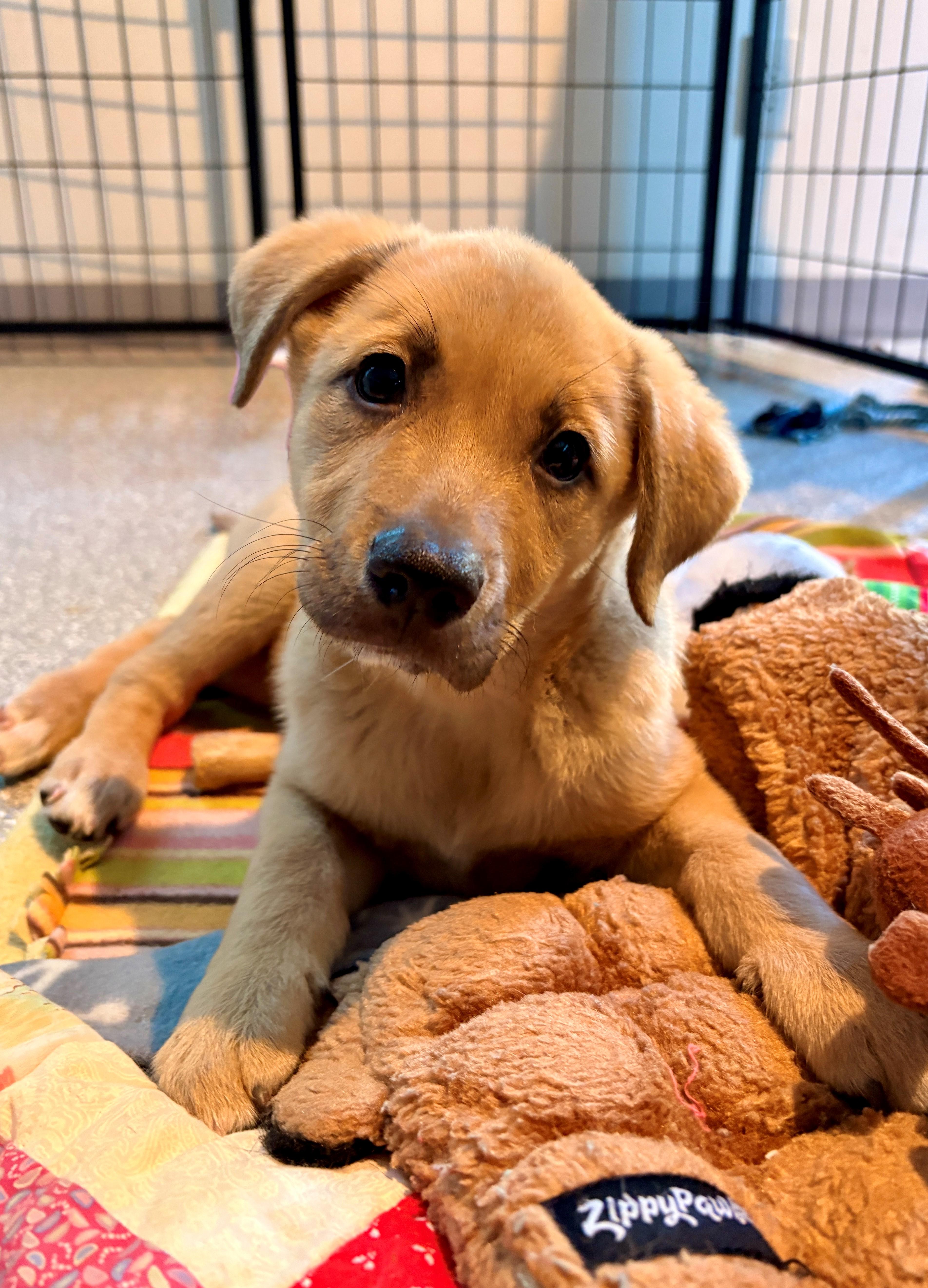 Enlarge Maple, an adopted mixed breed in Minneapolis, MN image 2/5