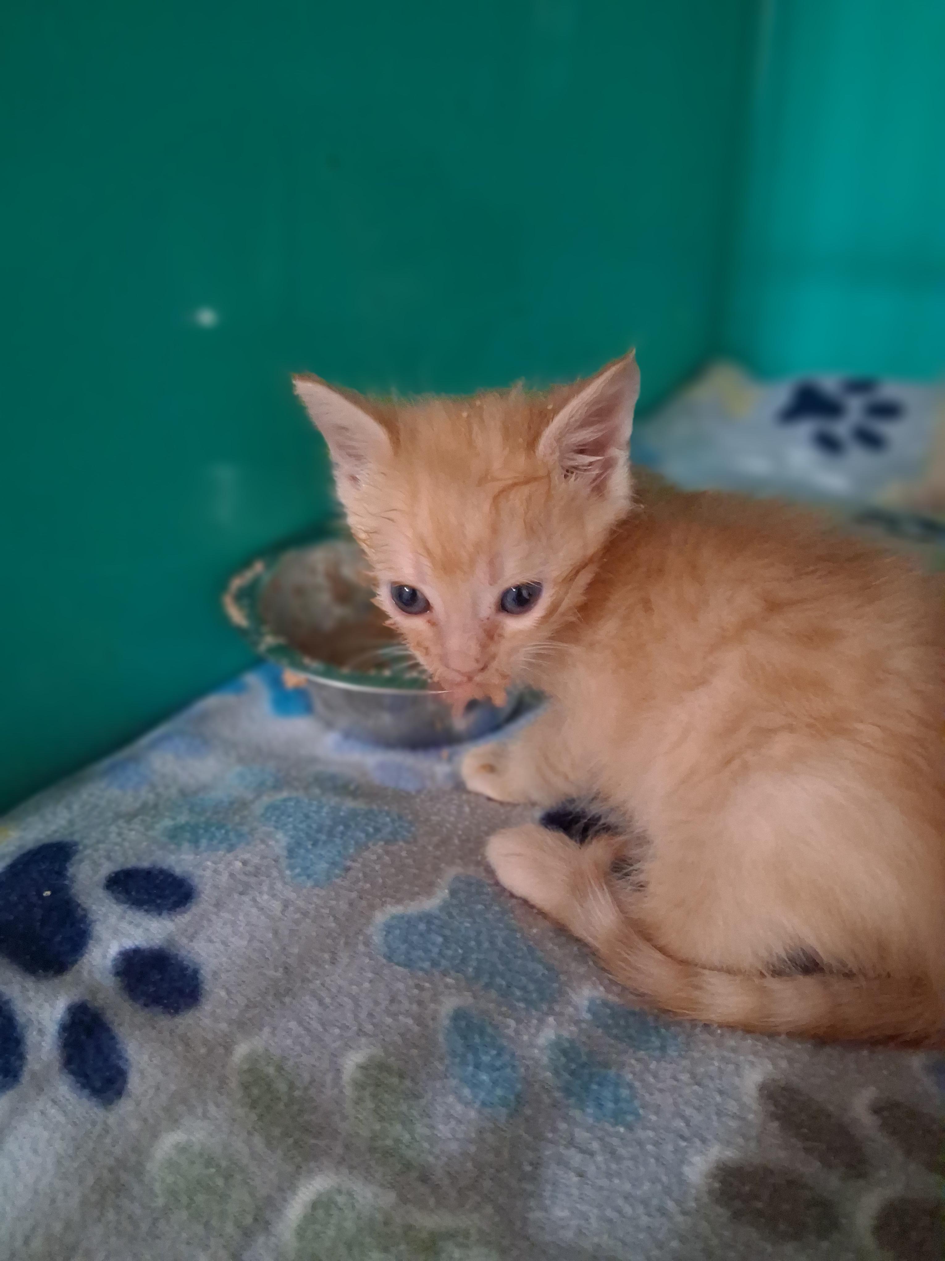 Enlarge Possum, a Adoptable mixed breed in Lynchburg, TN image 1/1