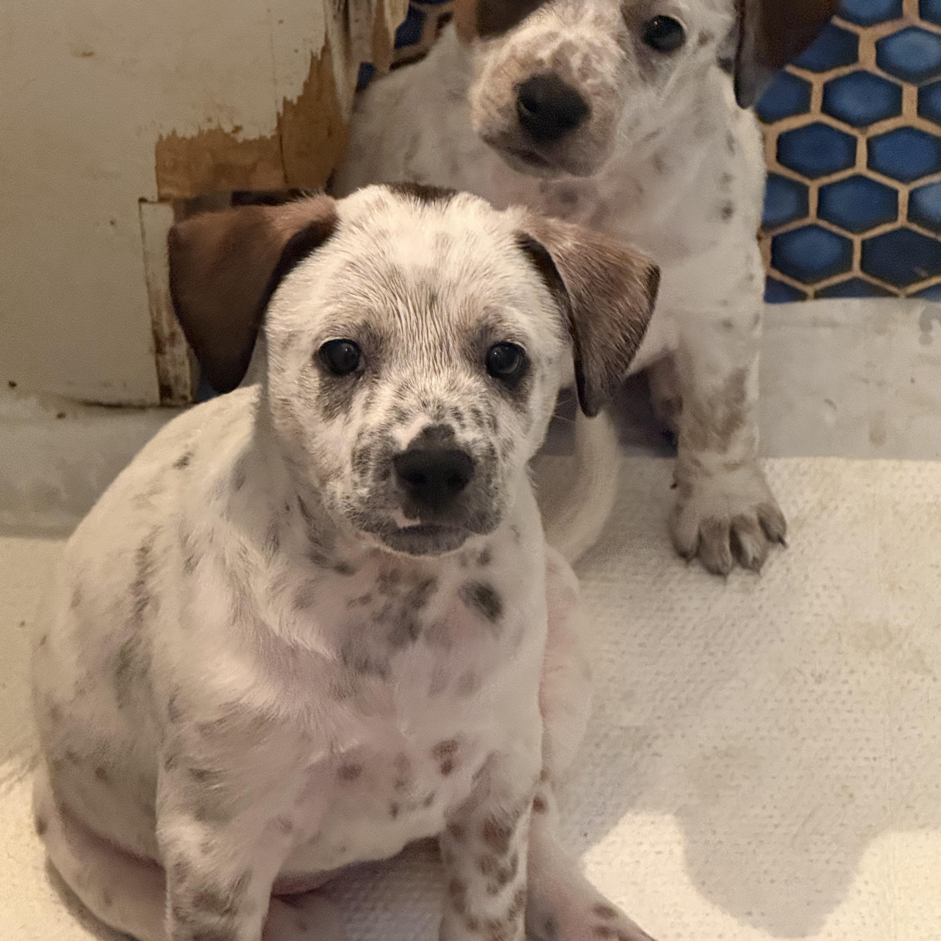 Jasmine and Lily, ADOPTABLE, Puppy Female Australian Cattle Dog / Blue Heeler & Shar-Pei.