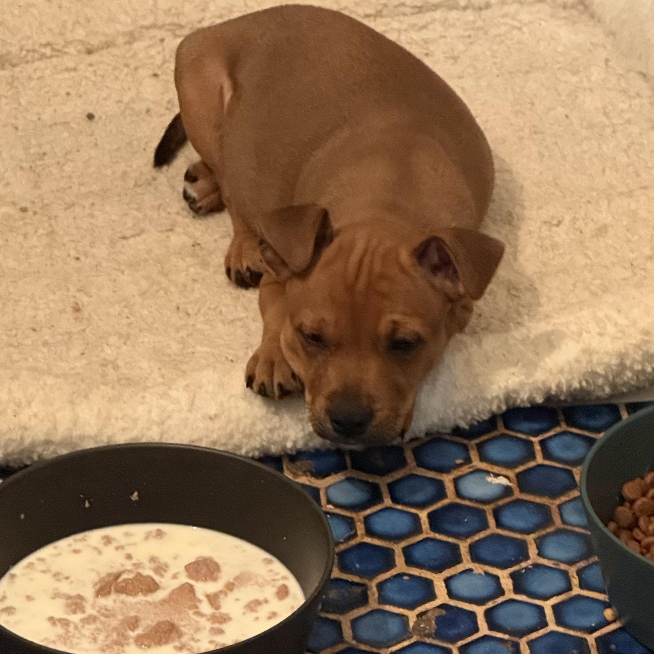 Jasmine and Lily, a ADOPTABLE mixed breed in Los Angeles, CA image 6/6