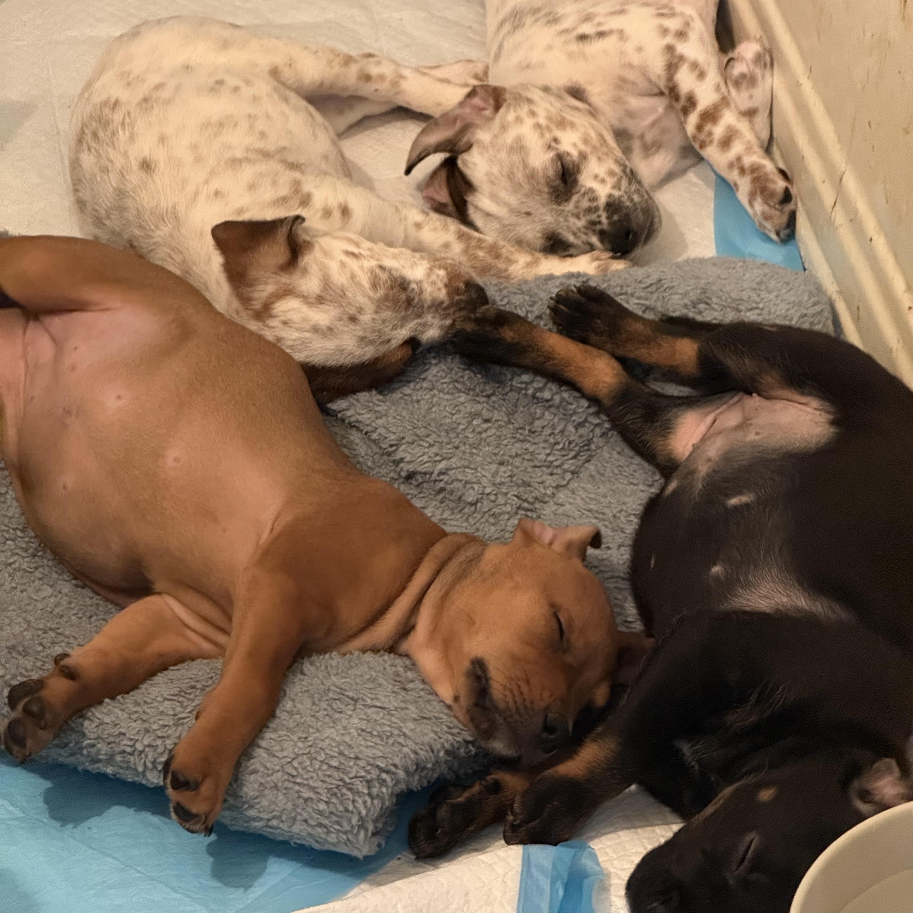 Jasmine and Lily, a ADOPTABLE mixed breed in Los Angeles, CA image 2/6