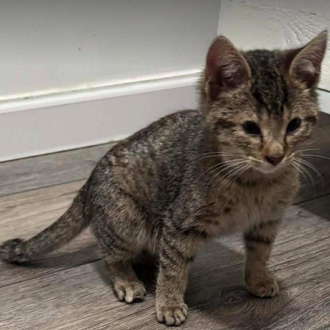 Rajah 26-246), Adoptable, Kitten Female Domestic Short Hair.