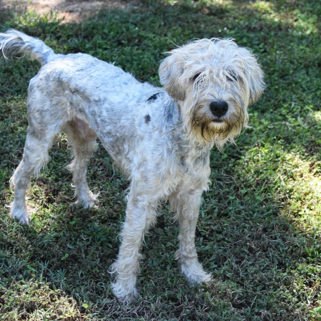 Pokey, Adoptable, Young Male Wheaten Terrier.