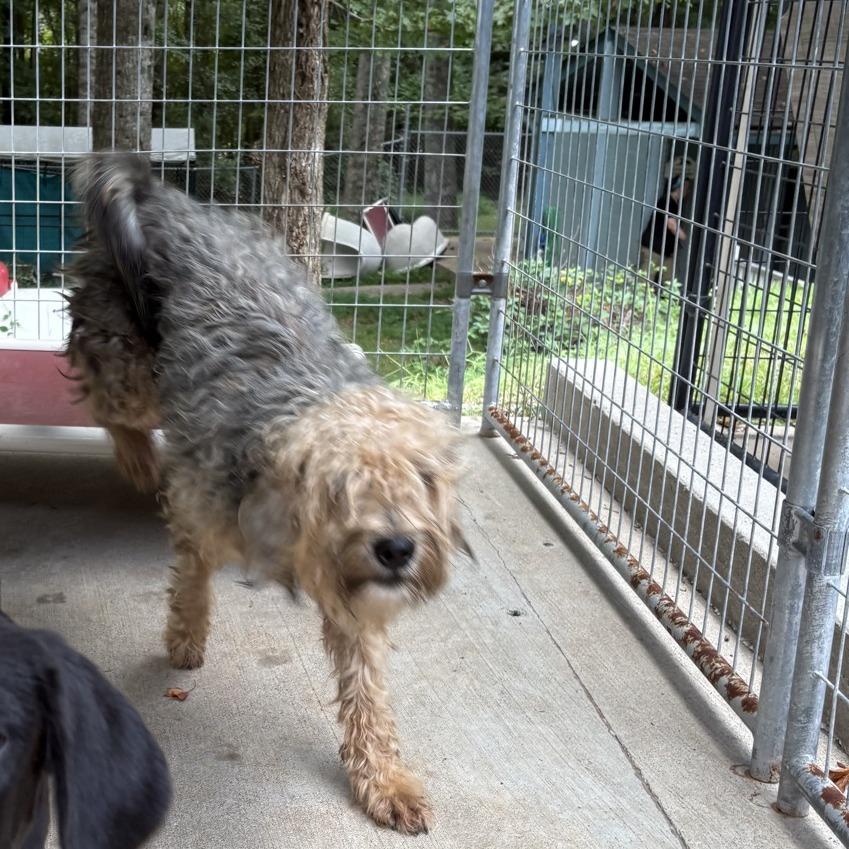 Enlarge Pokey, a Adoptable Wheaten Terrier in Columbus, NC image 2/4