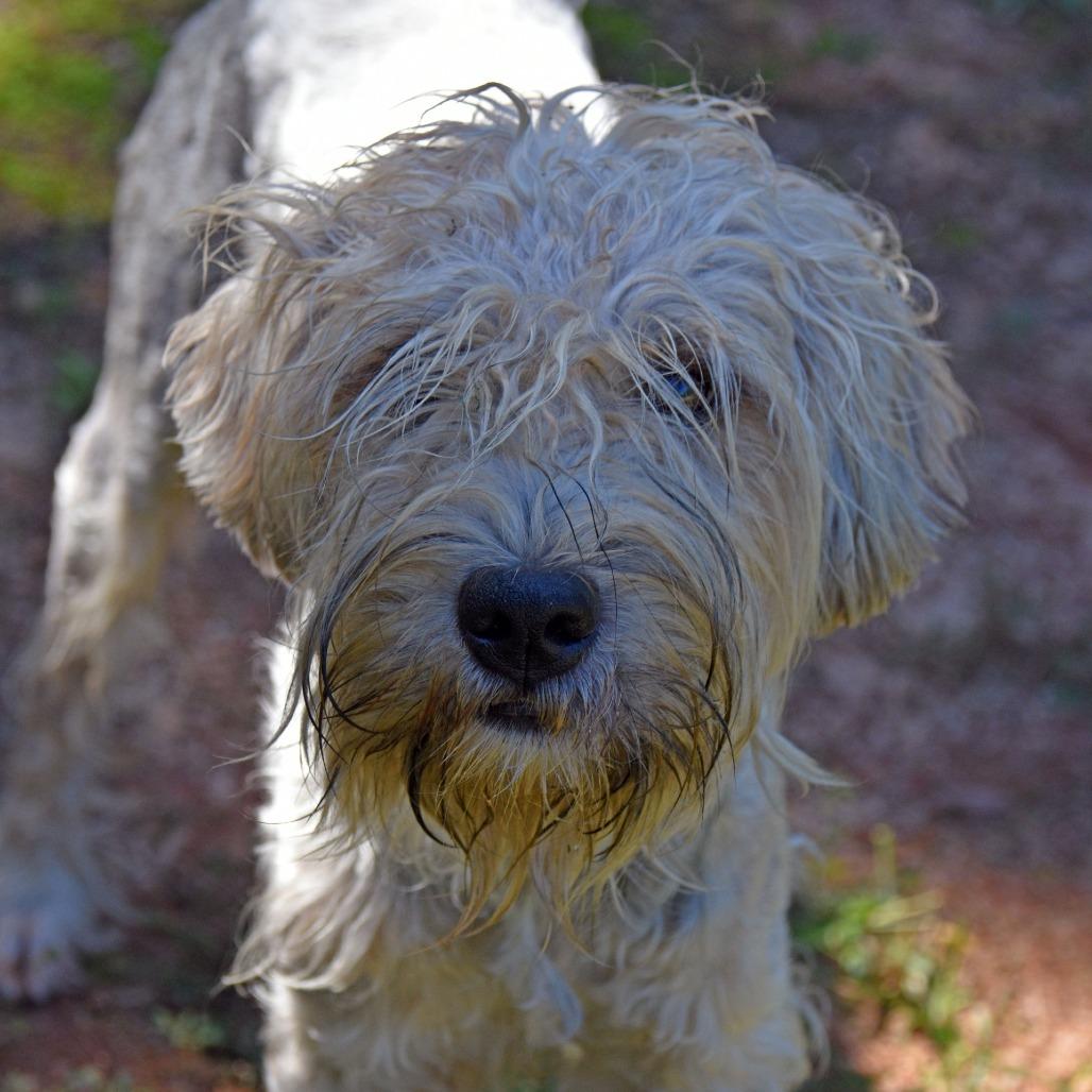 Enlarge Pokey, a Adoptable Wheaten Terrier in Columbus, NC image 3/4