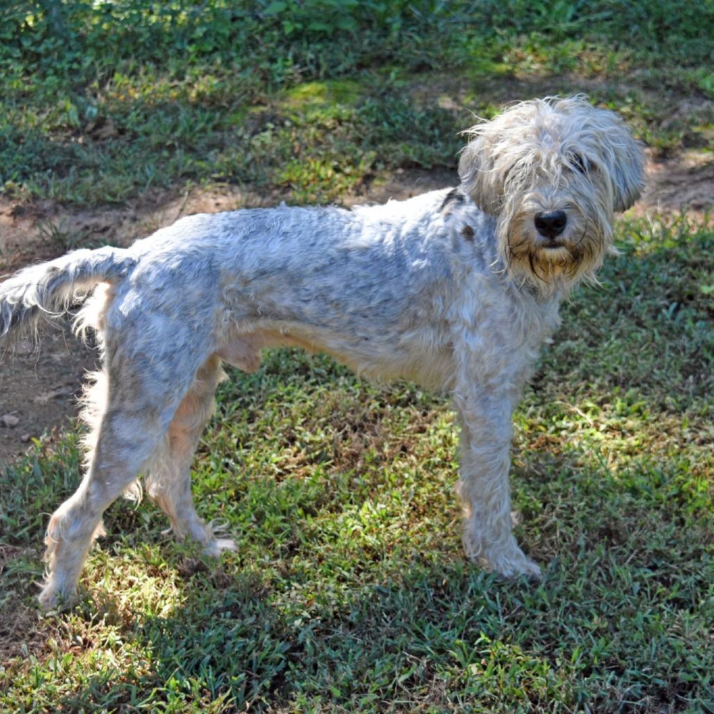 Enlarge Pokey, a Adoptable Wheaten Terrier in Columbus, NC image 4/4