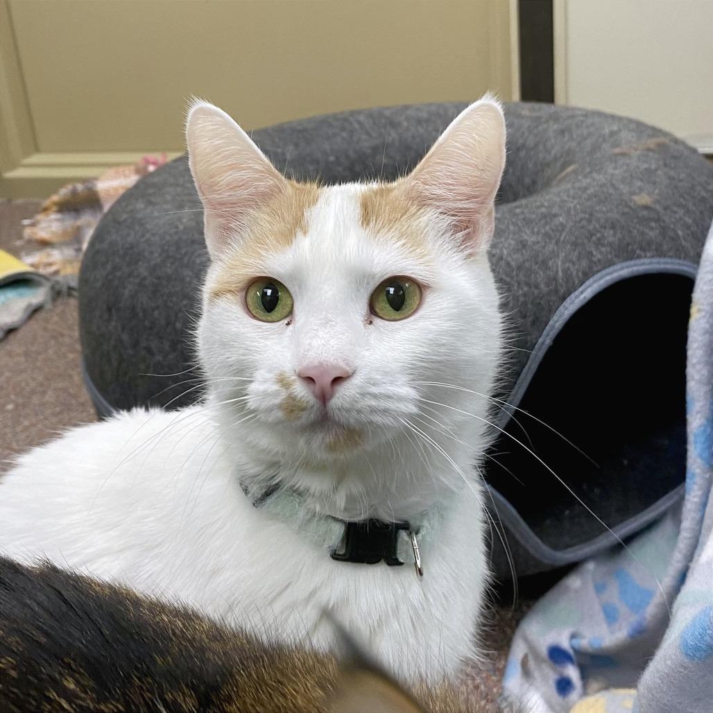 Enlarge Eva, a Adoptable Domestic Short Hair in Cheyenne, WY image 1/2