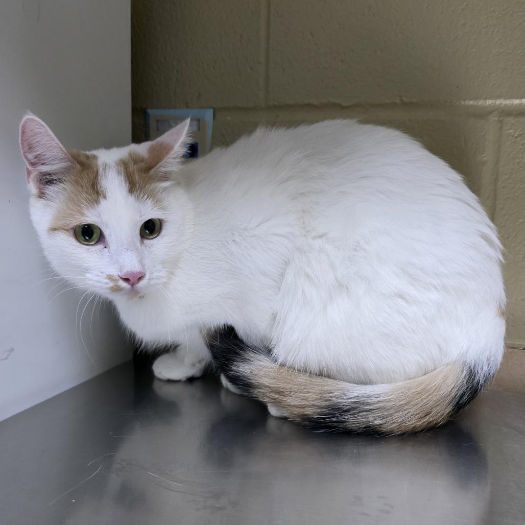 Enlarge Eva, a Adoptable Domestic Short Hair in Cheyenne, WY image 2/2