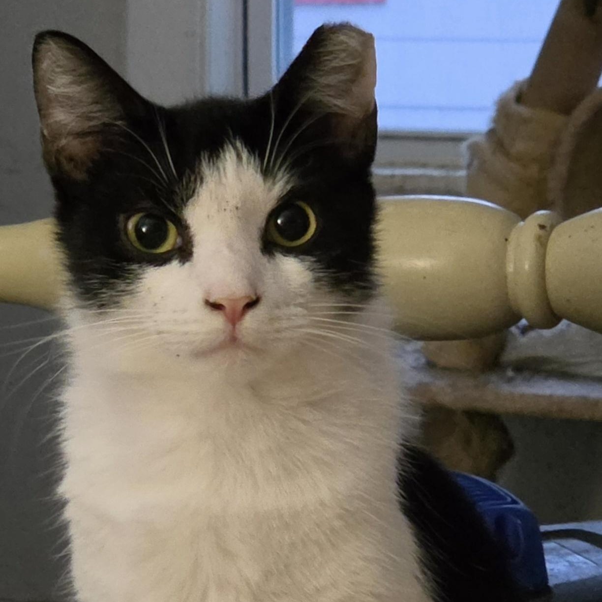 Mike-Barn Cat, Adoptable, Adult Male Domestic Short Hair.