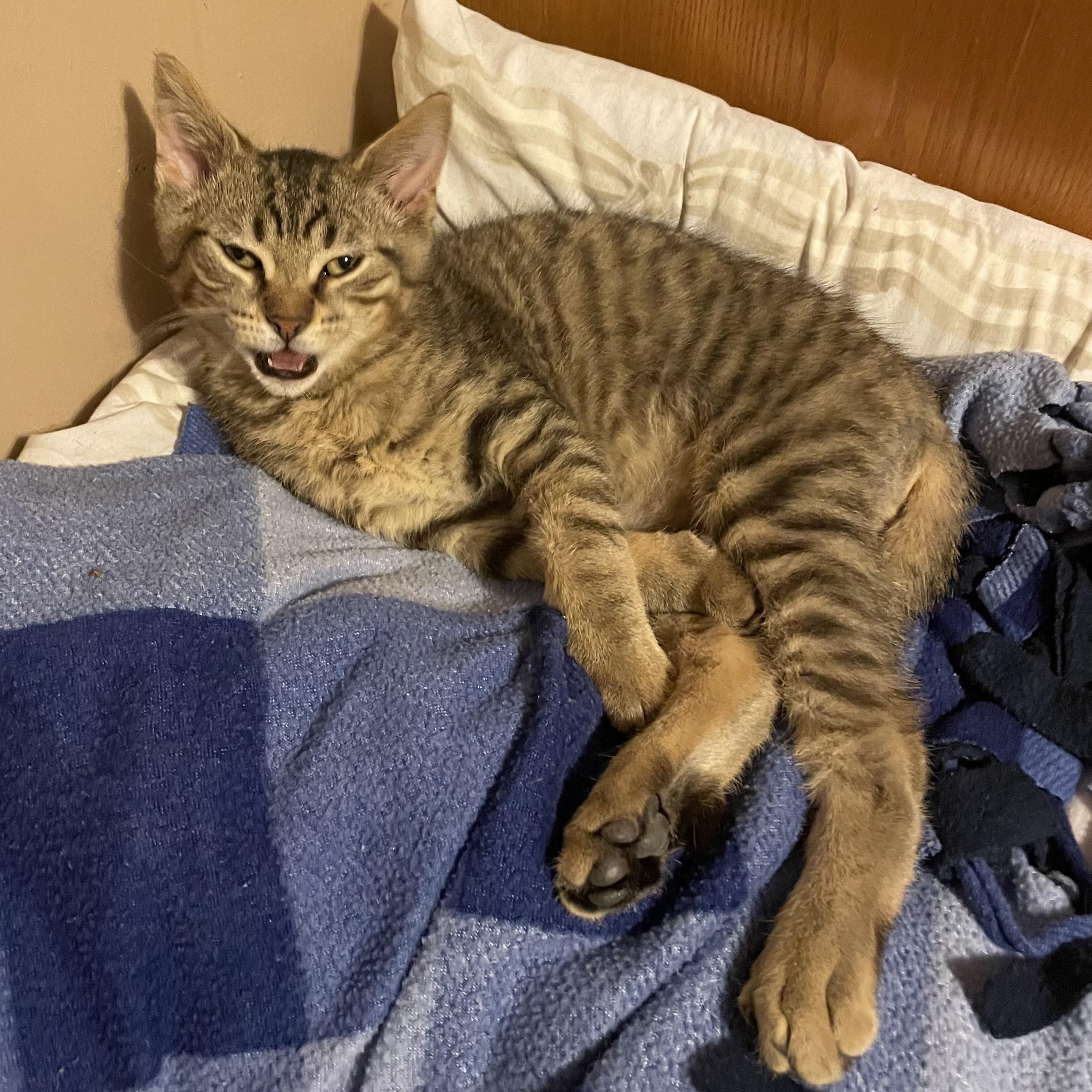 Gomez, adopted, Kitten Male Tabby.