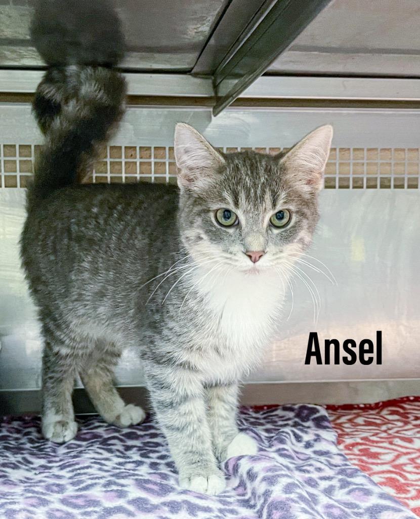 Enlarge Ansel, a Adoptable mixed breed in Clearfield, KY image 1/1
