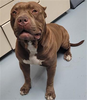 Enlarge NINO, a Adoptable mixed breed in Saint Cloud, FL image 1/1