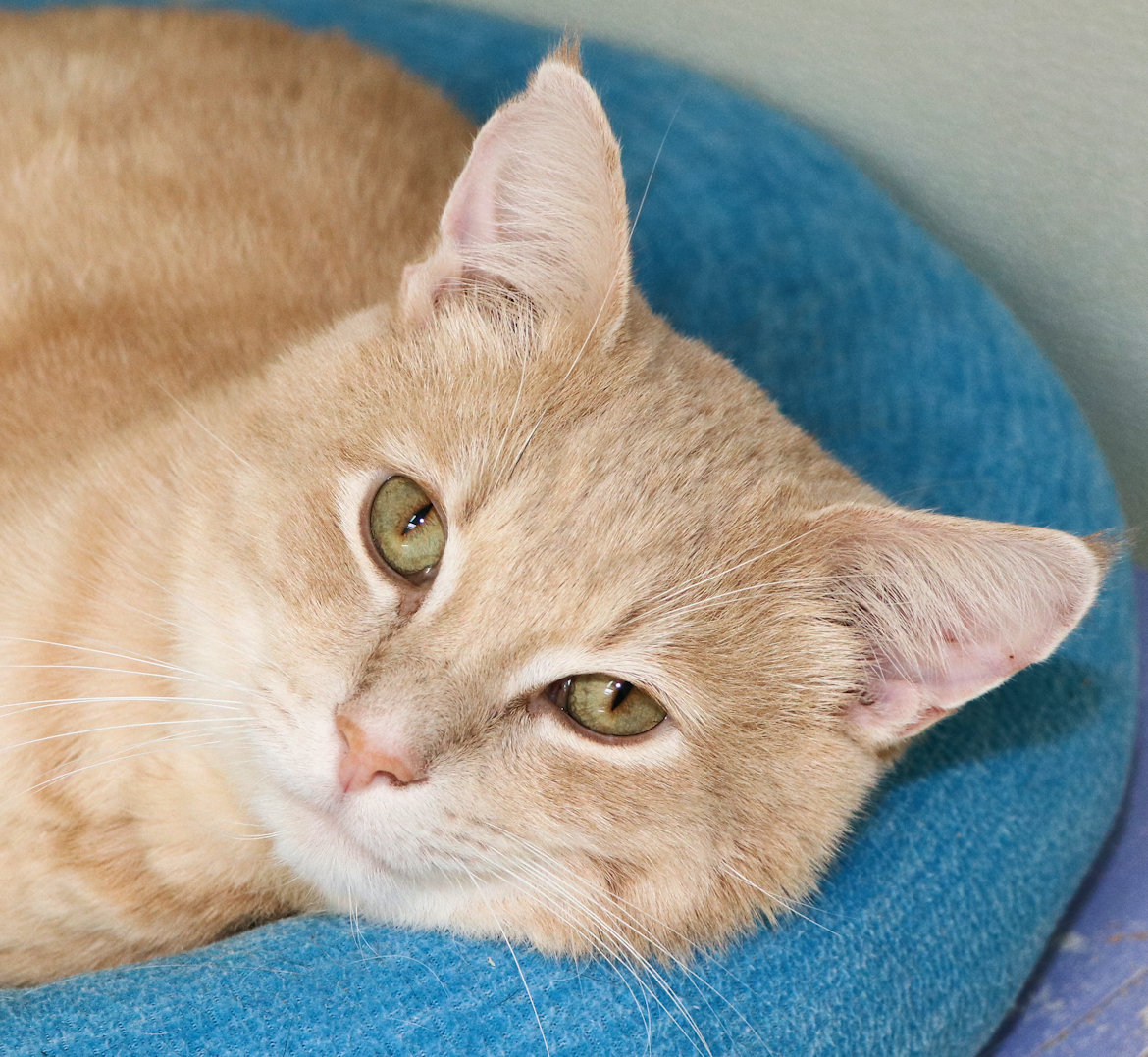 Maverick, a Adoptable Domestic Short Hair in Cincinnati, OH image 1/2