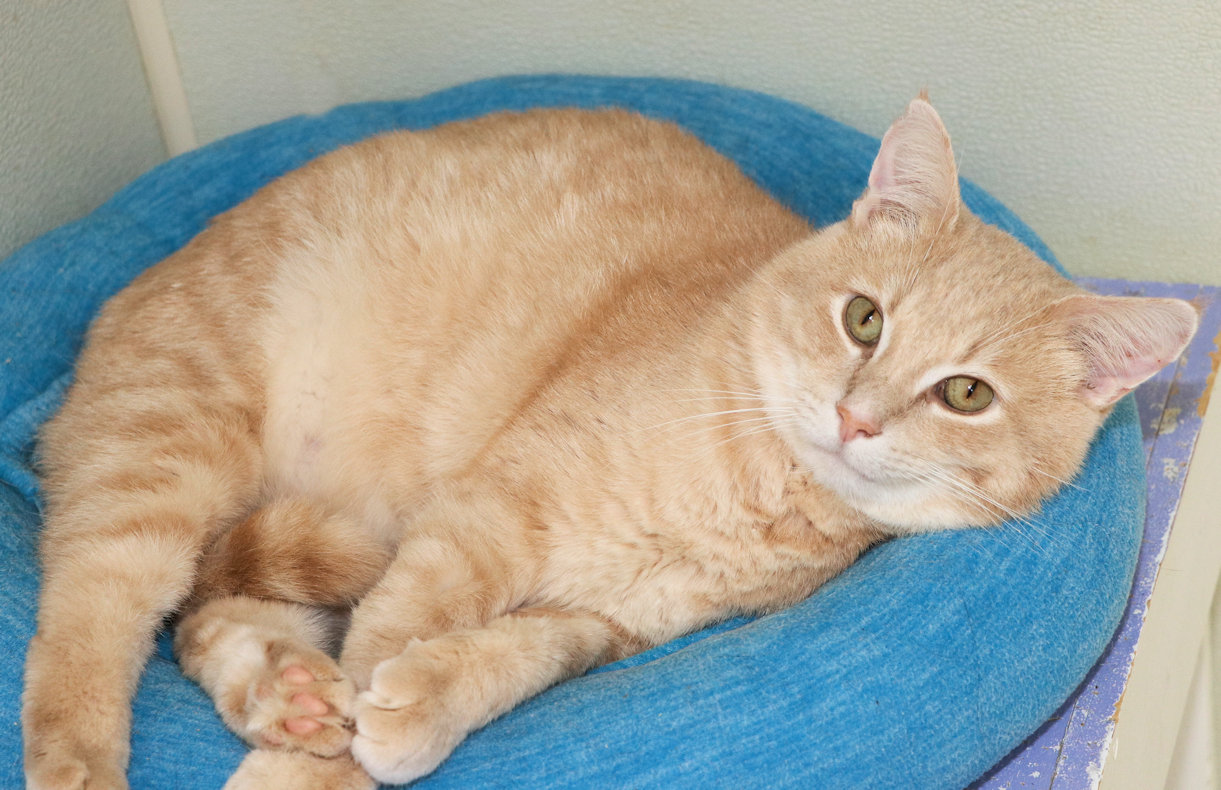 Maverick, a Adoptable Domestic Short Hair in Cincinnati, OH image 2/2