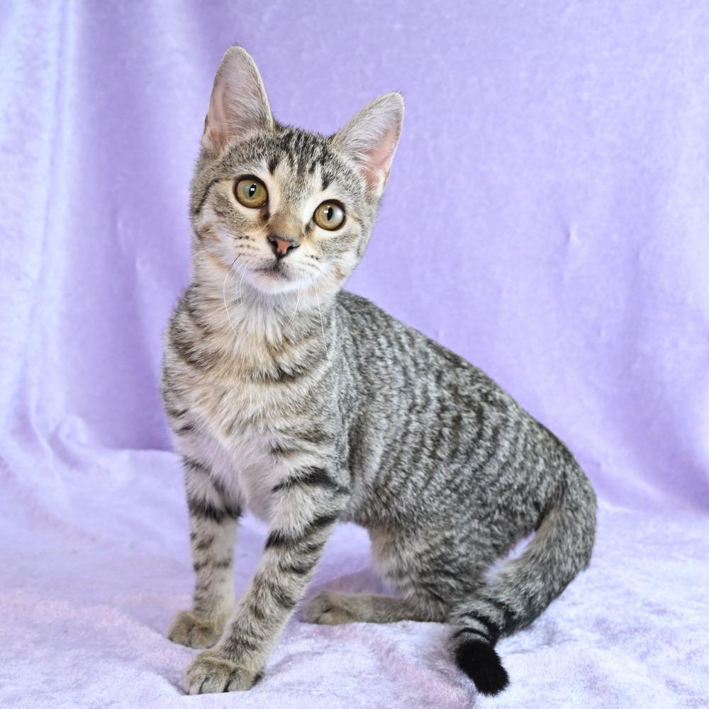 Enlarge Gecko, a Adoptable Domestic Short Hair in Mobile, AL image 1/6