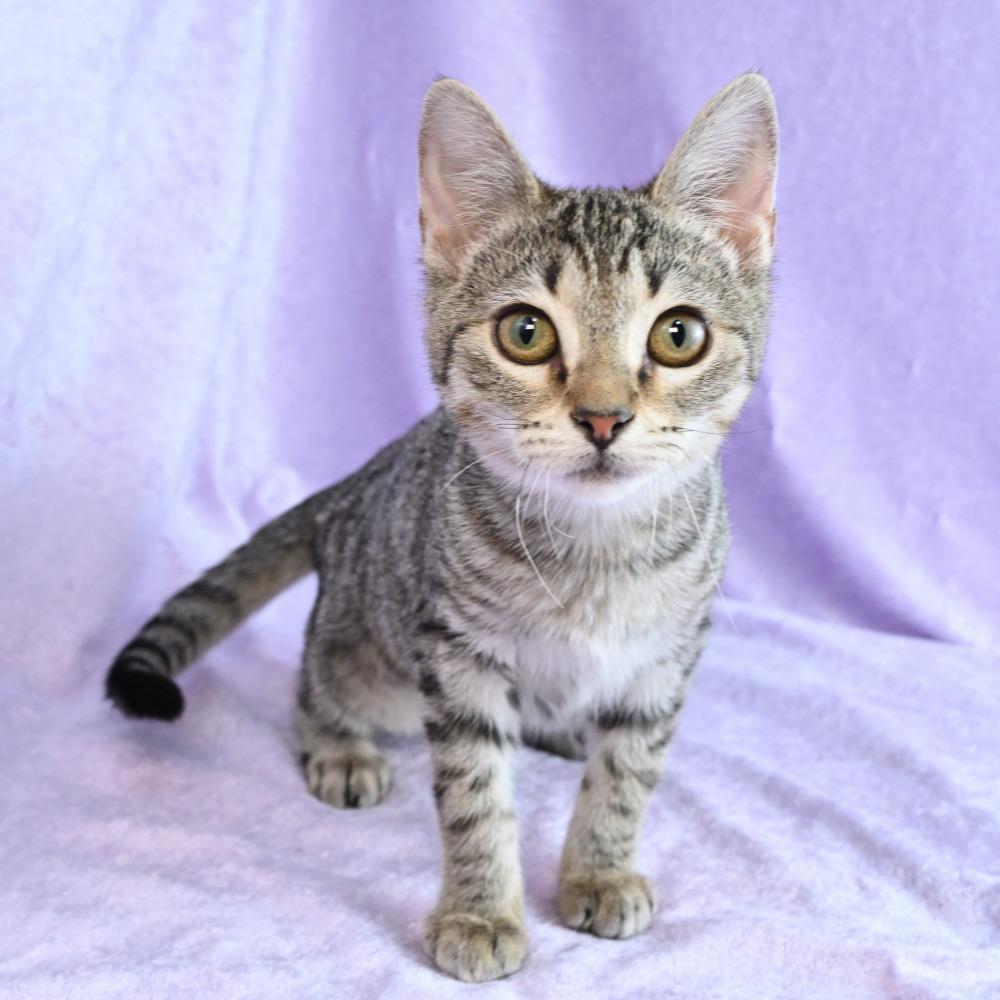 Enlarge Gecko, a Adoptable Domestic Short Hair in Mobile, AL image 2/6